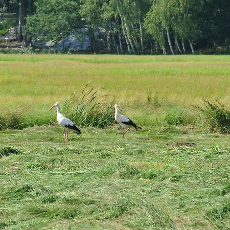 Apartament Haus Waldfrieden Bad Saarow Zewnętrze zdjęcie
